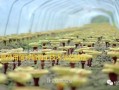 仙芝科技 国家重点龙头企业！祝贺武平这家企业上榜~
