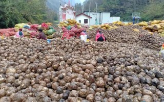 东莞精成科技工资待遇 魔芋产业链的“三重考验”：原料缺口，价格波动与全球化采购路径