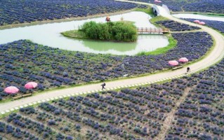 南京薰衣草科技干嘛的 快来打卡吧，这里有超多农业“黑科技”