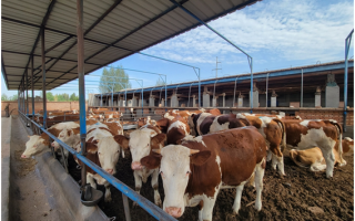 安牛科技 长春肉牛产业奏响振兴“新牧歌”